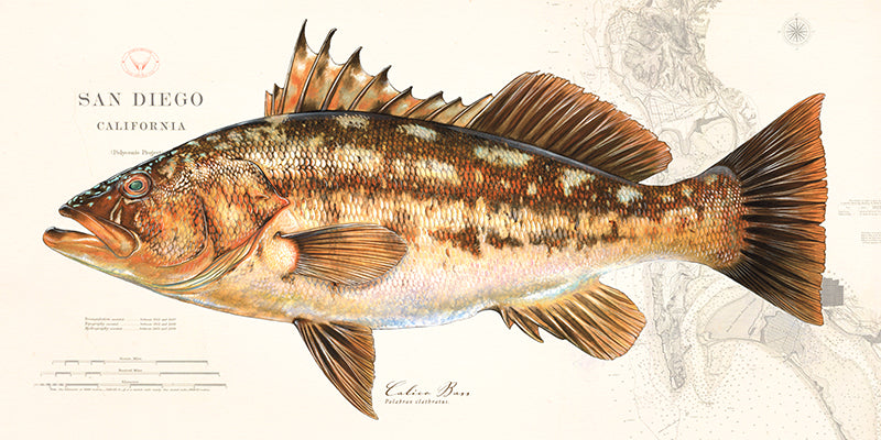 Calico Bass Over Nautical Charts