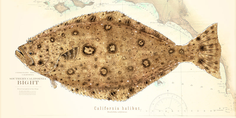 Halibut Over Nautical Charts