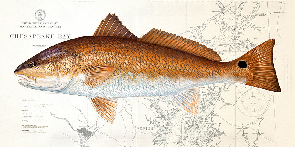 Redfish Over Nautical Charts