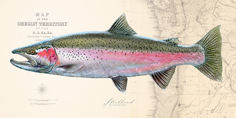 Steelhead Trout Over Nautical Charts