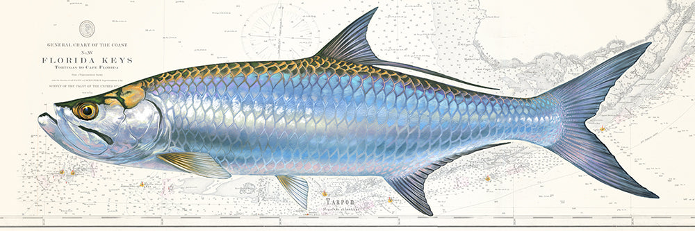 Tarpon Over Nautical Charts