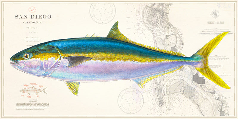 Yellowtail Over Nautical Charts