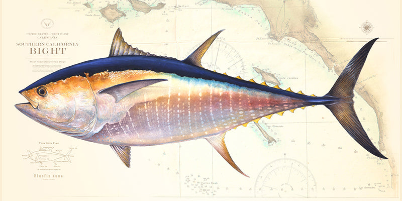 Bluefin Tuna Over Nautical Charts