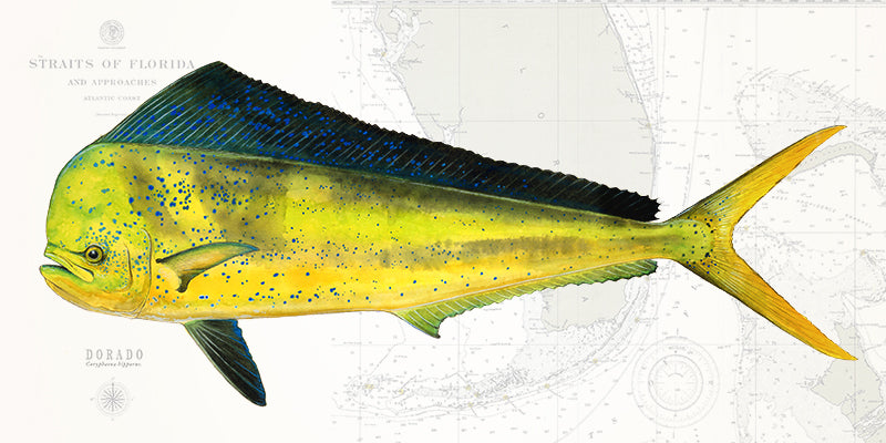 Dorado Over Nautical Charts