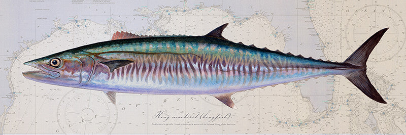 King Mackerel Kingfish over Gulf of Mexico Nautical Chart