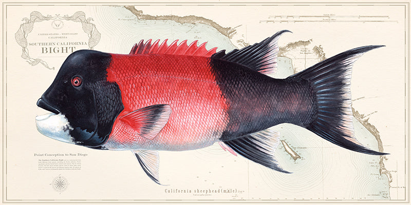 California Sheephead Over Nautical Charts