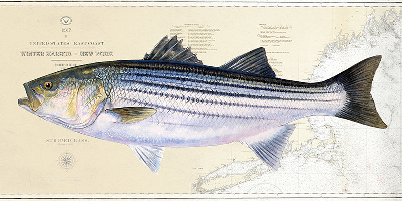 Striped Bass over Nautical Charts