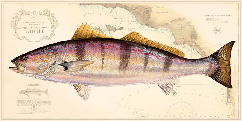 White Seabass Over Nautical Charts