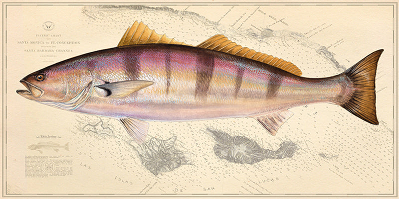 White Seabass Over Nautical Charts