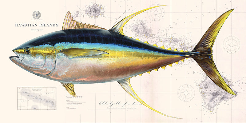 Yellowfin Tuna Over Nautical Charts