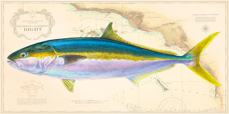 Yellowtail Over Nautical Charts