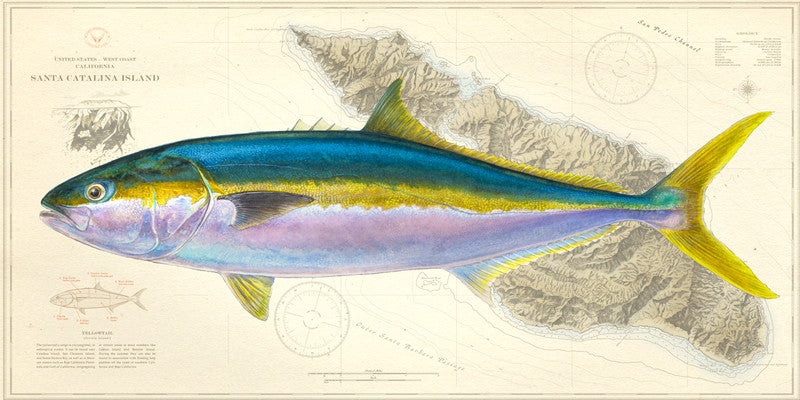 Yellowtail Over Nautical Charts