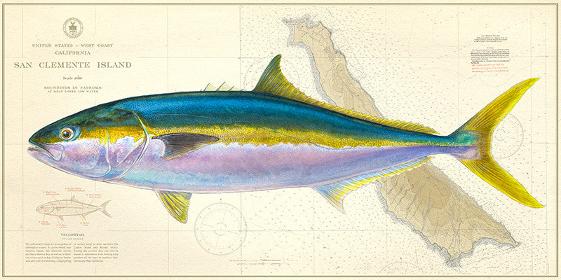 Yellowtail Over Nautical Charts